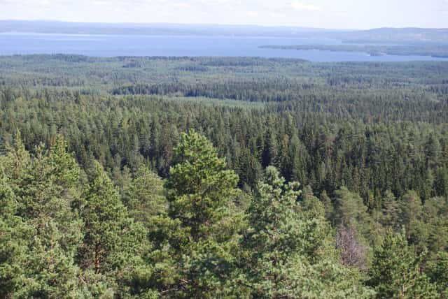 Skogsfastigheter i Dalarnas län