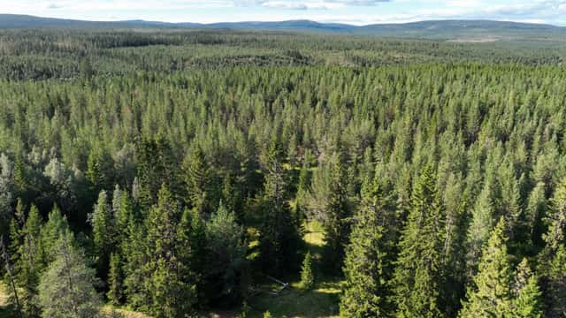 Skogsfastigheter i Jämtlands län