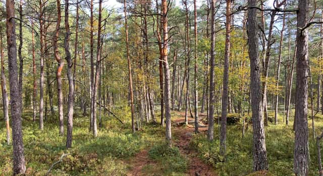 Skogsfastigheter i Uppsala län