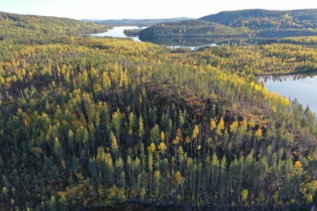 Skogsfastigheter i Västerbottens län