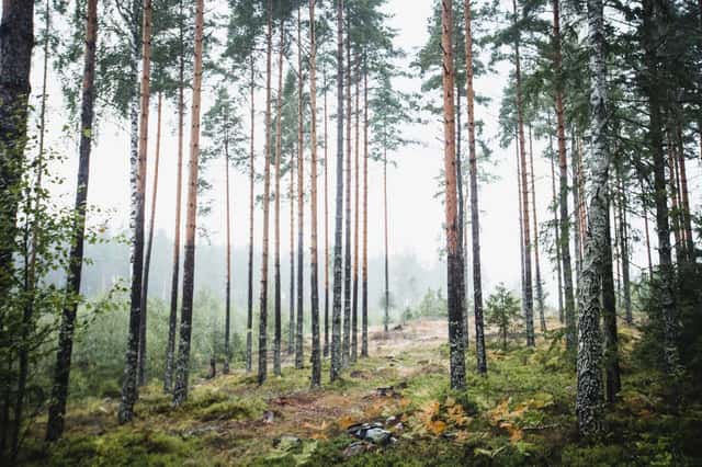 Skogsfastigheter i Västmanlands län