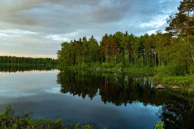 Bannerannonsering på Skogsfastigheter.se