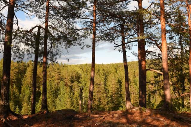 Annonsera fastighet på Skogsfastigheter.se