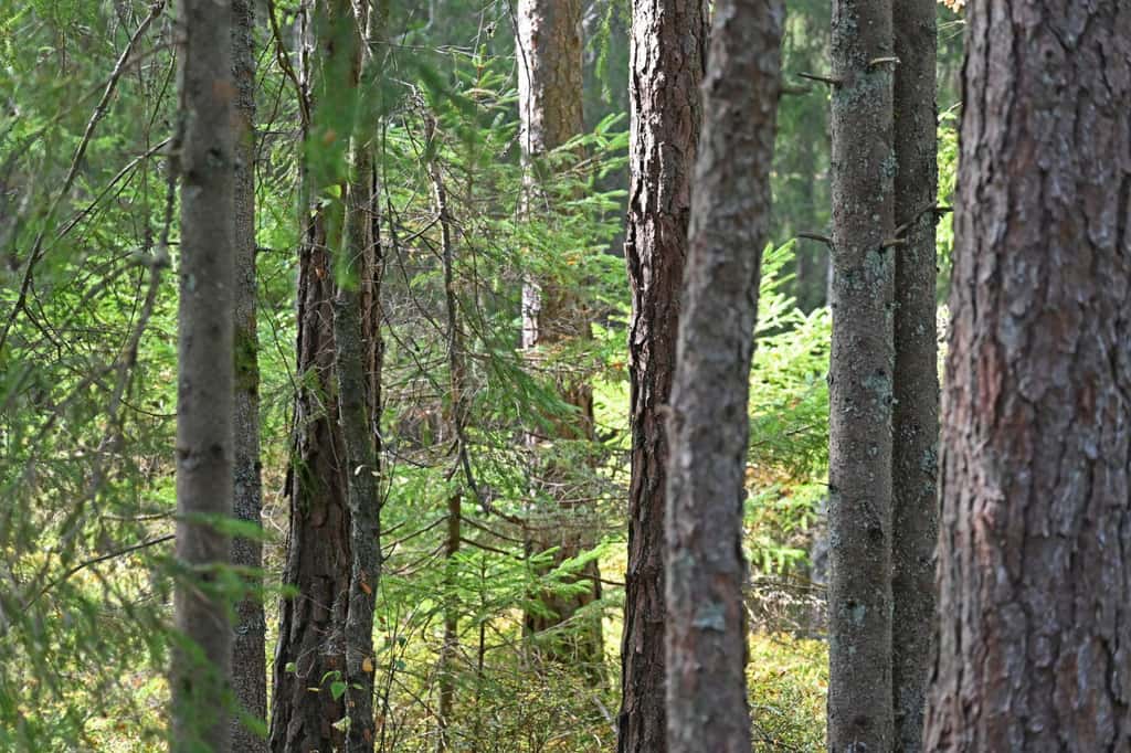 Bild på Fuxerna Skog