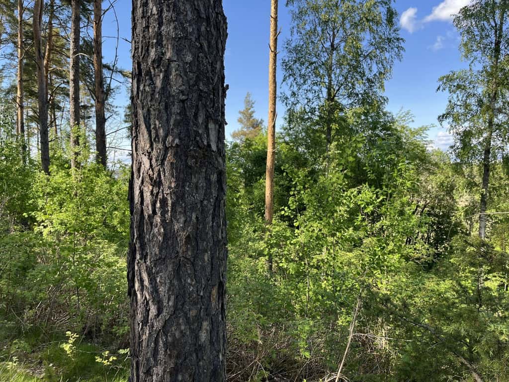 Bild på Uppbo