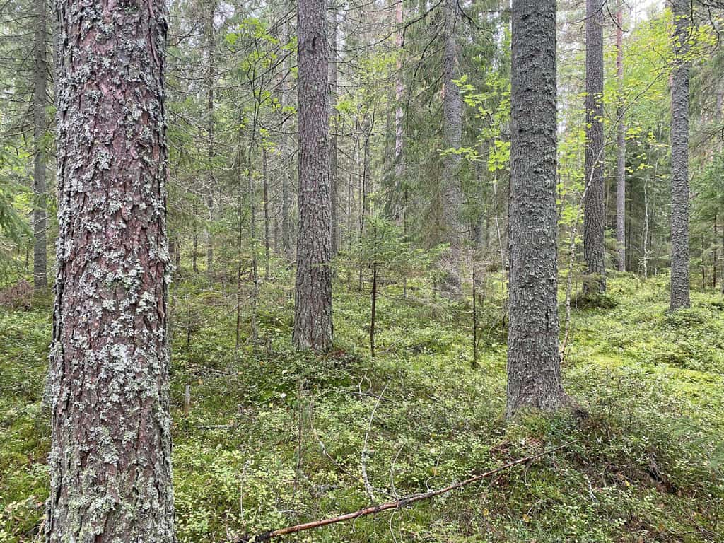 Bild på Skåssan