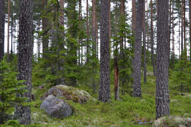 Bild på Eldtjärnberget