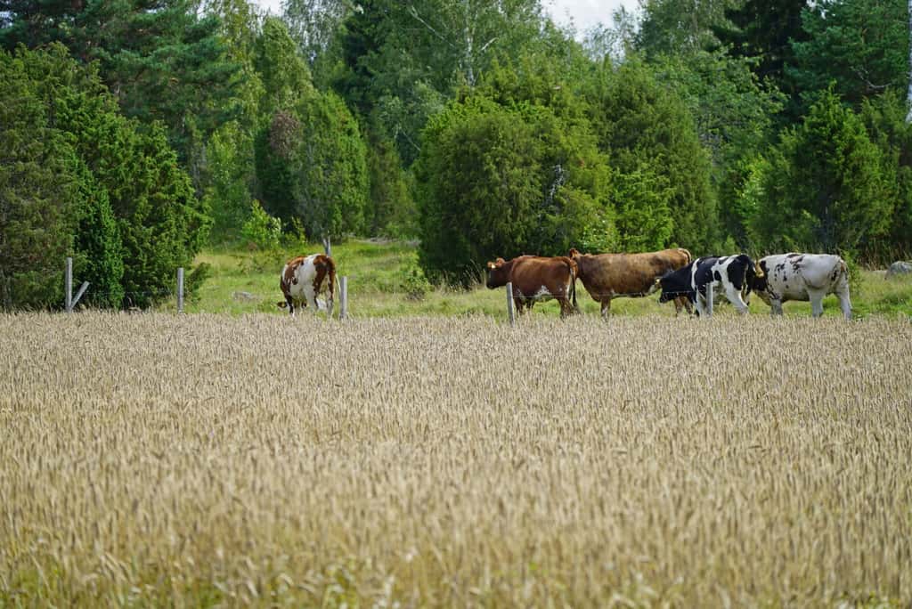 Bild på Husby-Risinge gård