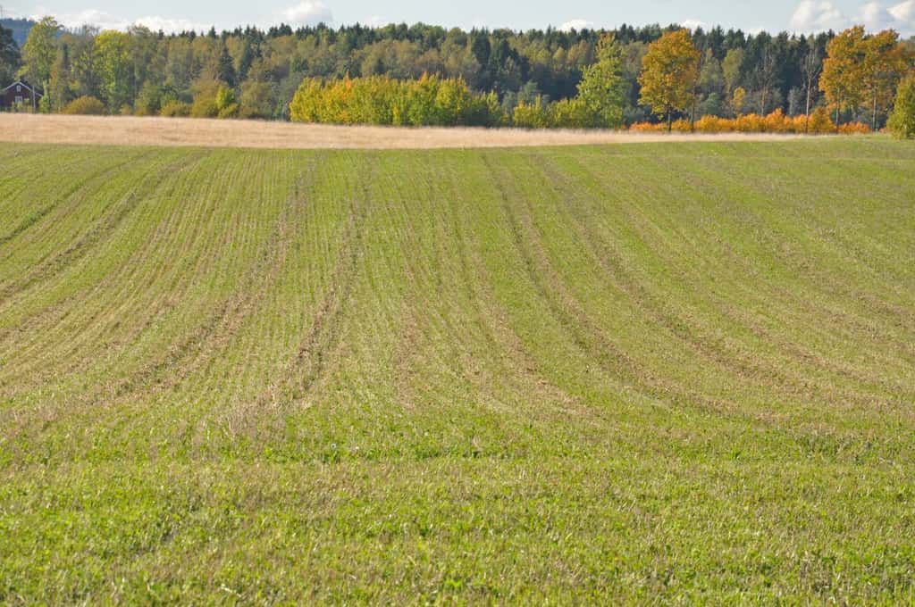 Bild på Skomakarens