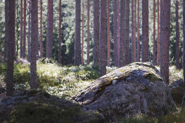 Bild på Mörkhult/Svedjefall