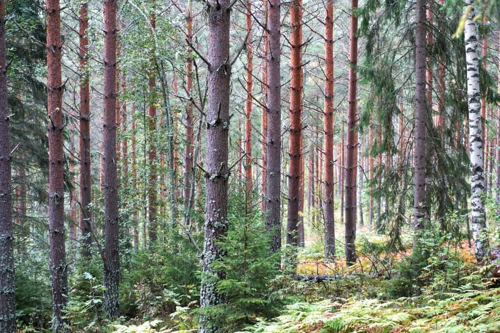 Bild på Förängeåsen