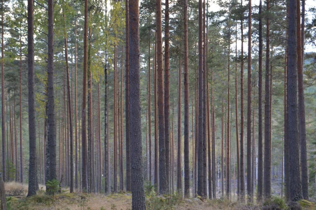 Bild på Uvberget