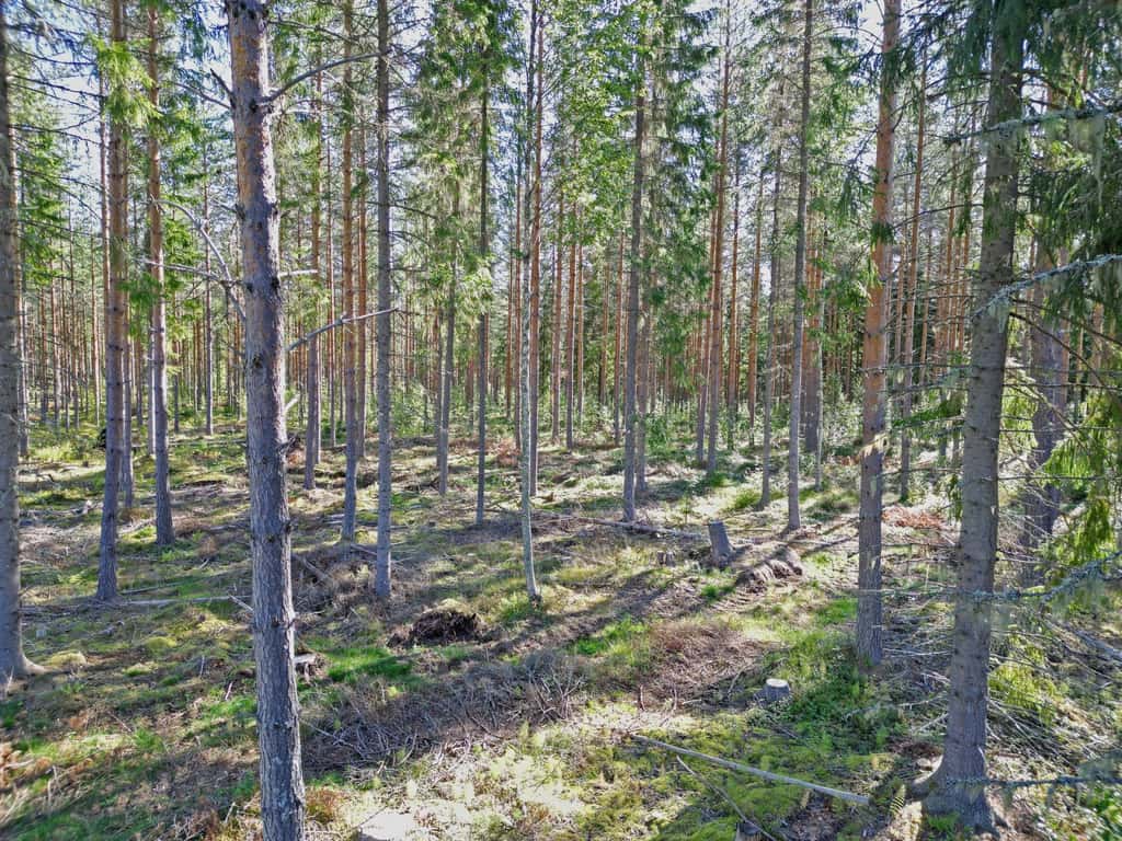 Bild på Galvån