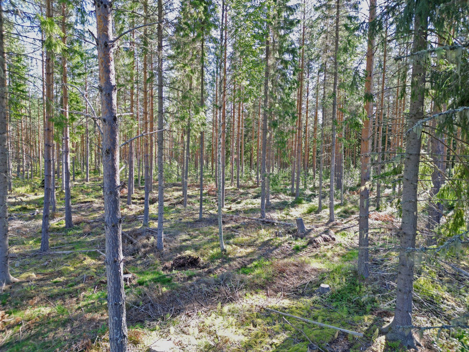 Bild på Galvån