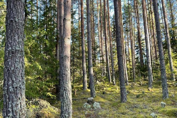 Bild på Limbäck 101:1