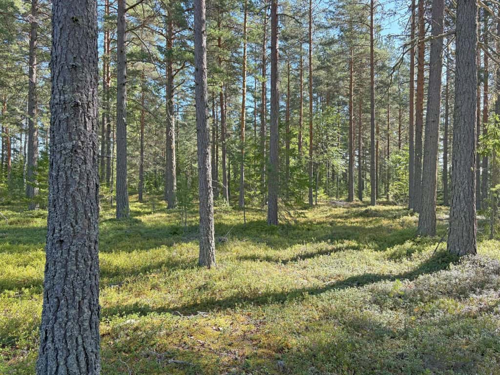 Bild på Stensved Mogård