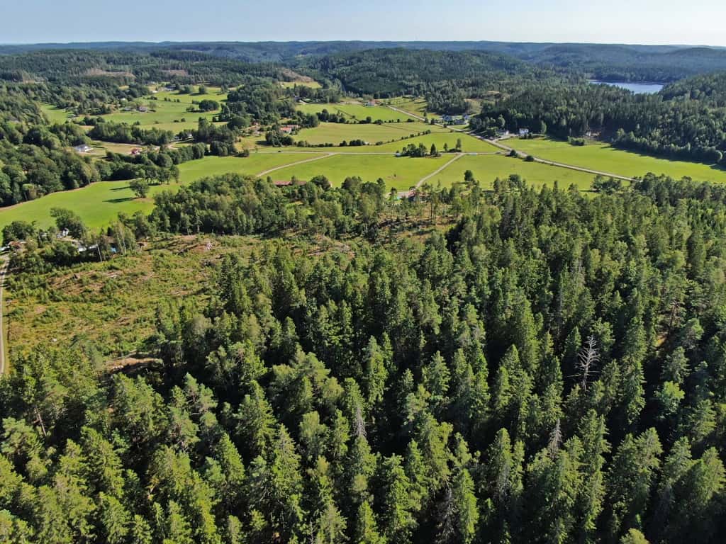 Bild på Synnebol