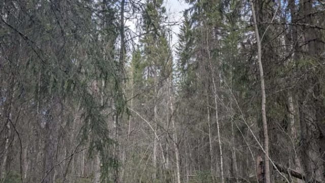 Bild på Skogsfastighet till salu