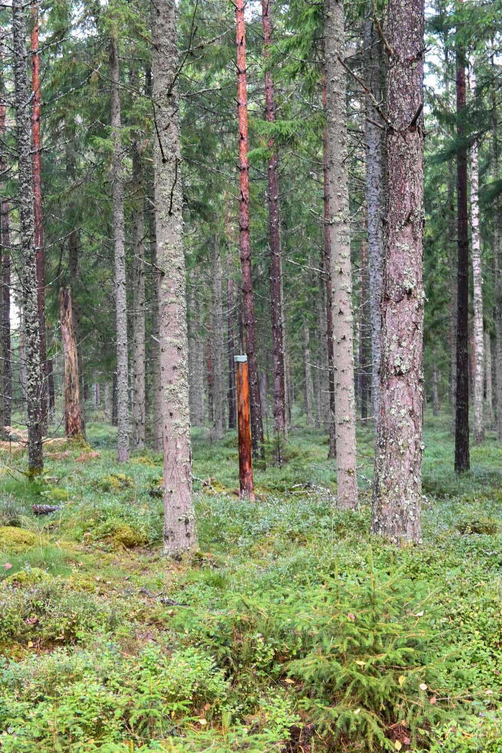 Bild på Rödja Djuragård