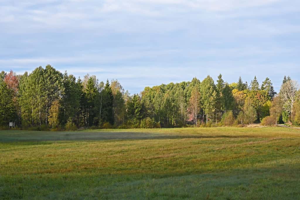 Bild på Sandfället Skog
